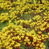 Sedum de l'Oregon - Willemse