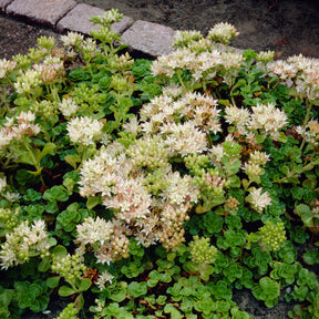 Sedum spurium Album - Sedum spurium album superbum - Willemse