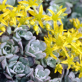 Sedum spatulé Purpureum - Willemse