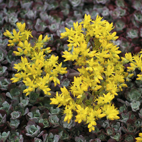 Sédums - Sedum spatulé Purpureum - Sedum spathulifolium Purpureum