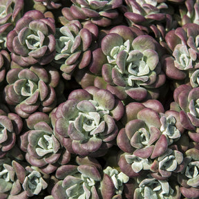 Sedum spathulifolium Purpureum - Sedum spatulé Purpureum - Sédums