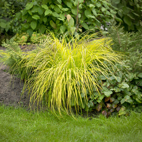 Laîche élevée Aurea Carex doré