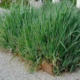 Phalaris - Baldingère faux-roseau - Willemse