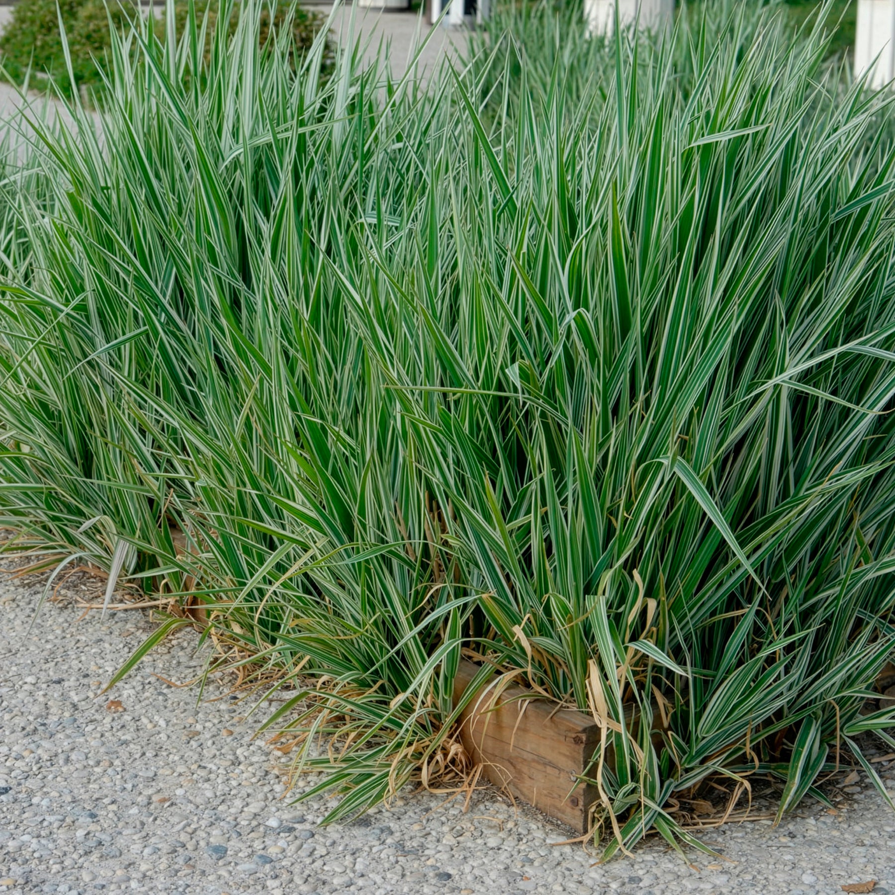 Phalaris - Baldingère faux-roseau - Willemse