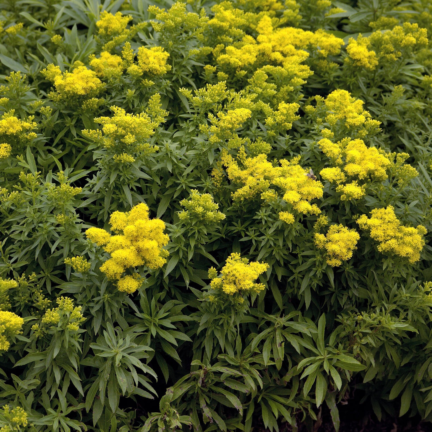 Solidago Golden Dwarf - Willemse