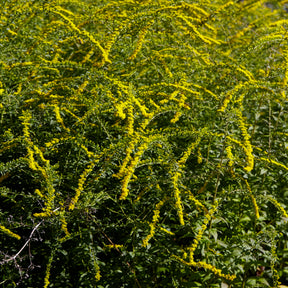 Solidago rugosa Fireworks - Solidago Fireworks - Verge d'or - Solidago