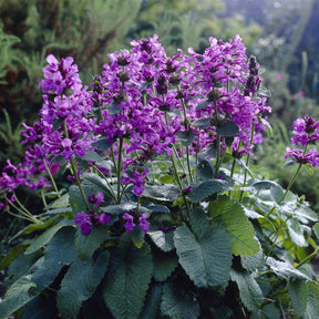 Epiaire à grandes fleurs Superba - Willemse