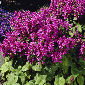 Épiaire - Stachys - Epiaire à grandes fleurs Superba - Stachys grandiflora Superba