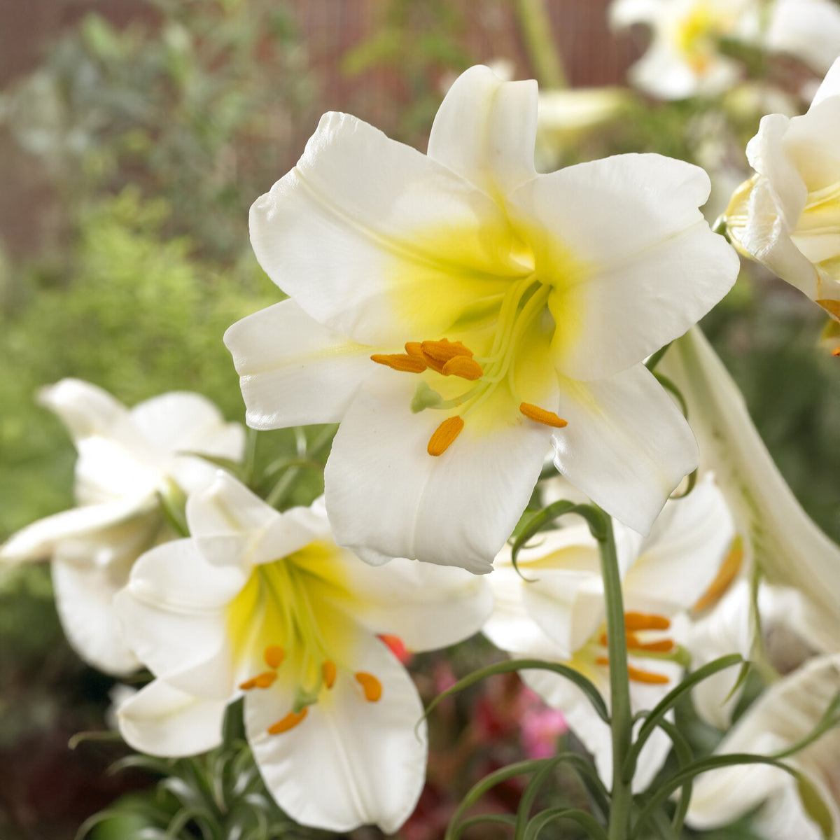 3 Lis Trompette royal blanc - Lilium regale album - Willemse