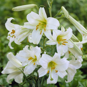 Lis - Lys - 3 Lis Trompette royal blanc - Lilium regale album