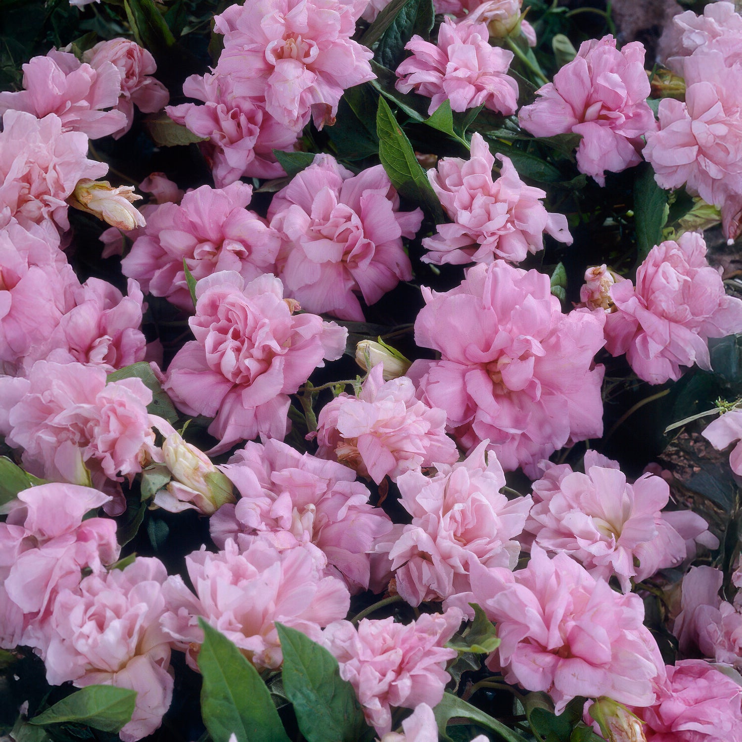 Liseron du japon à fleurs doubles - Willemse