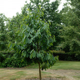 Asiminier Triloba - Willemse