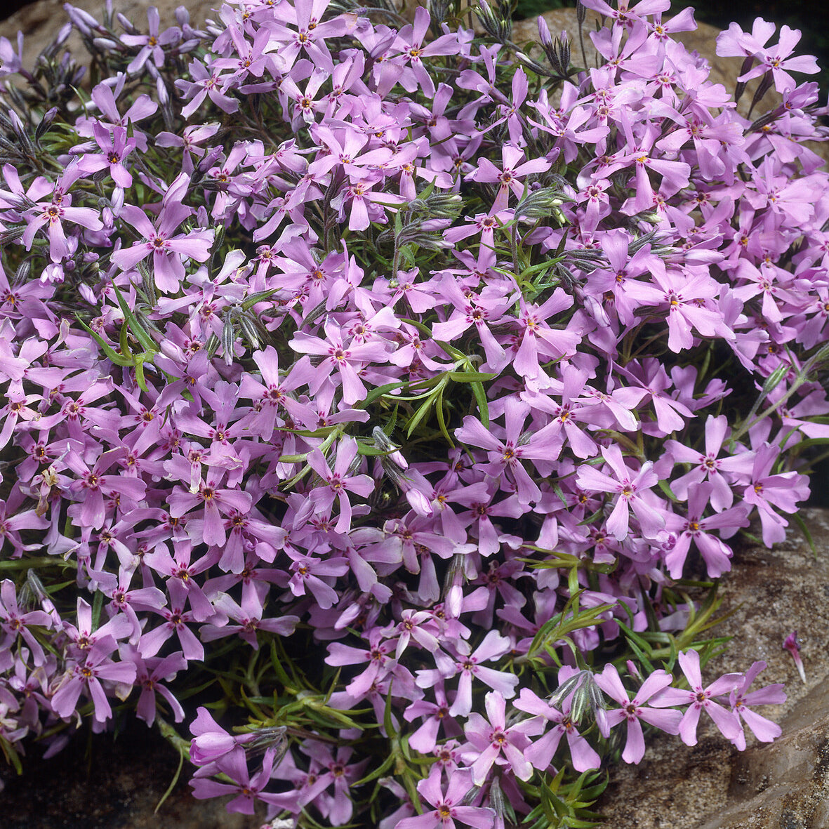 Phlox subulata Moerheimii - Phlox mousse Moerheimii rose - Phlox