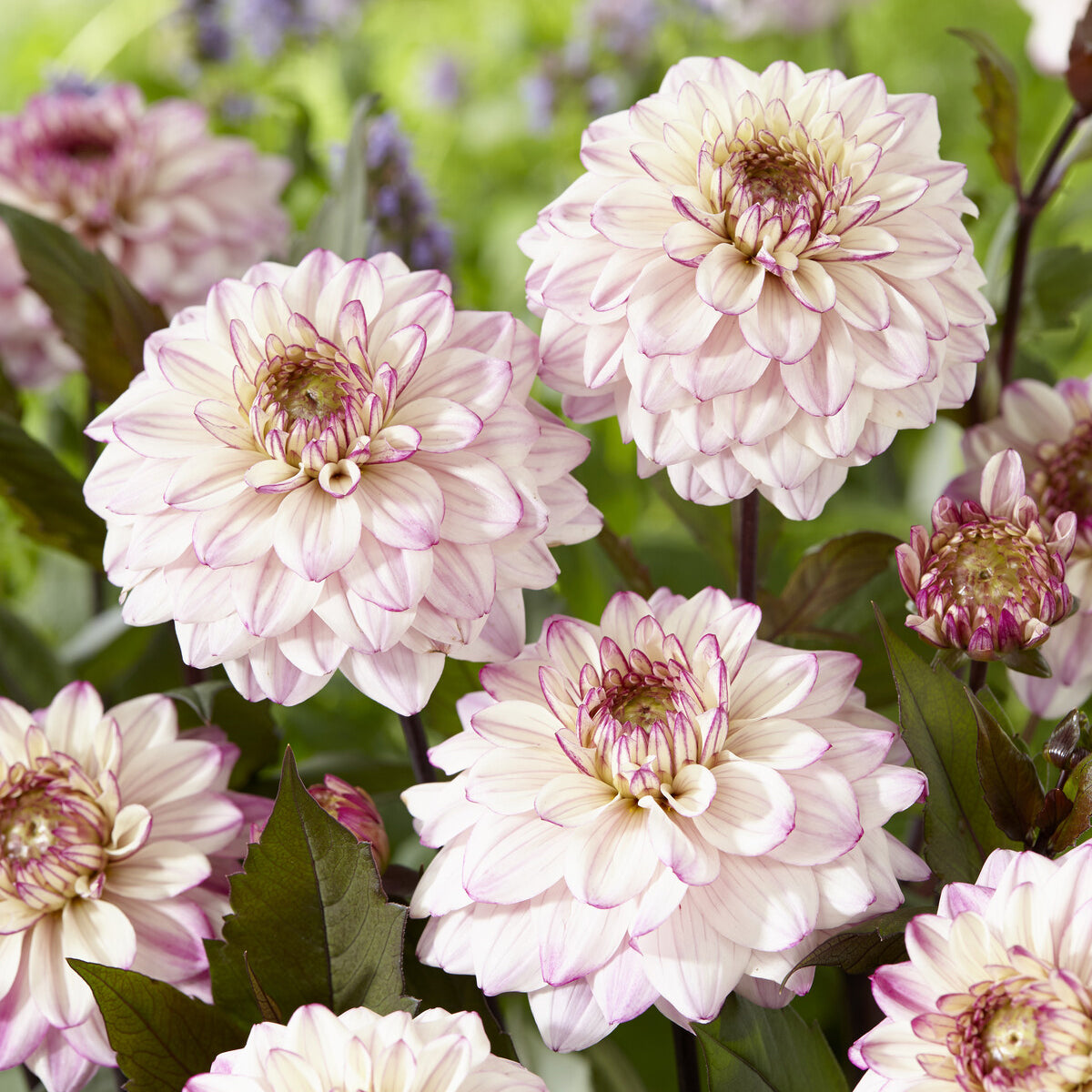 Dahlia décoratif Flashback - Dahlia Flashback - Willemse