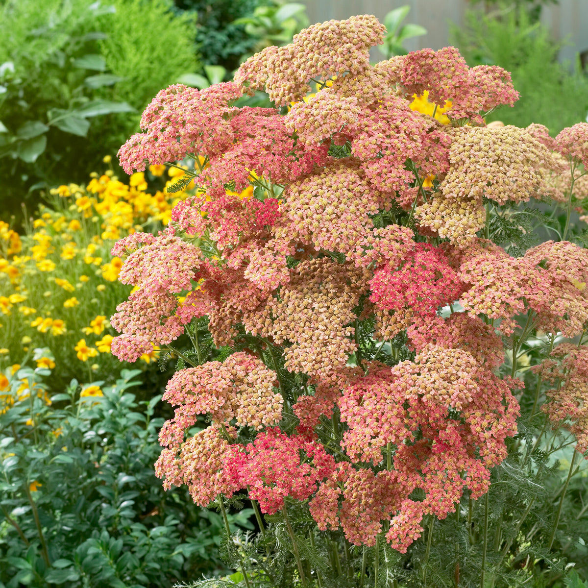 Achillée millefeuille Wesersandstein - Willemse