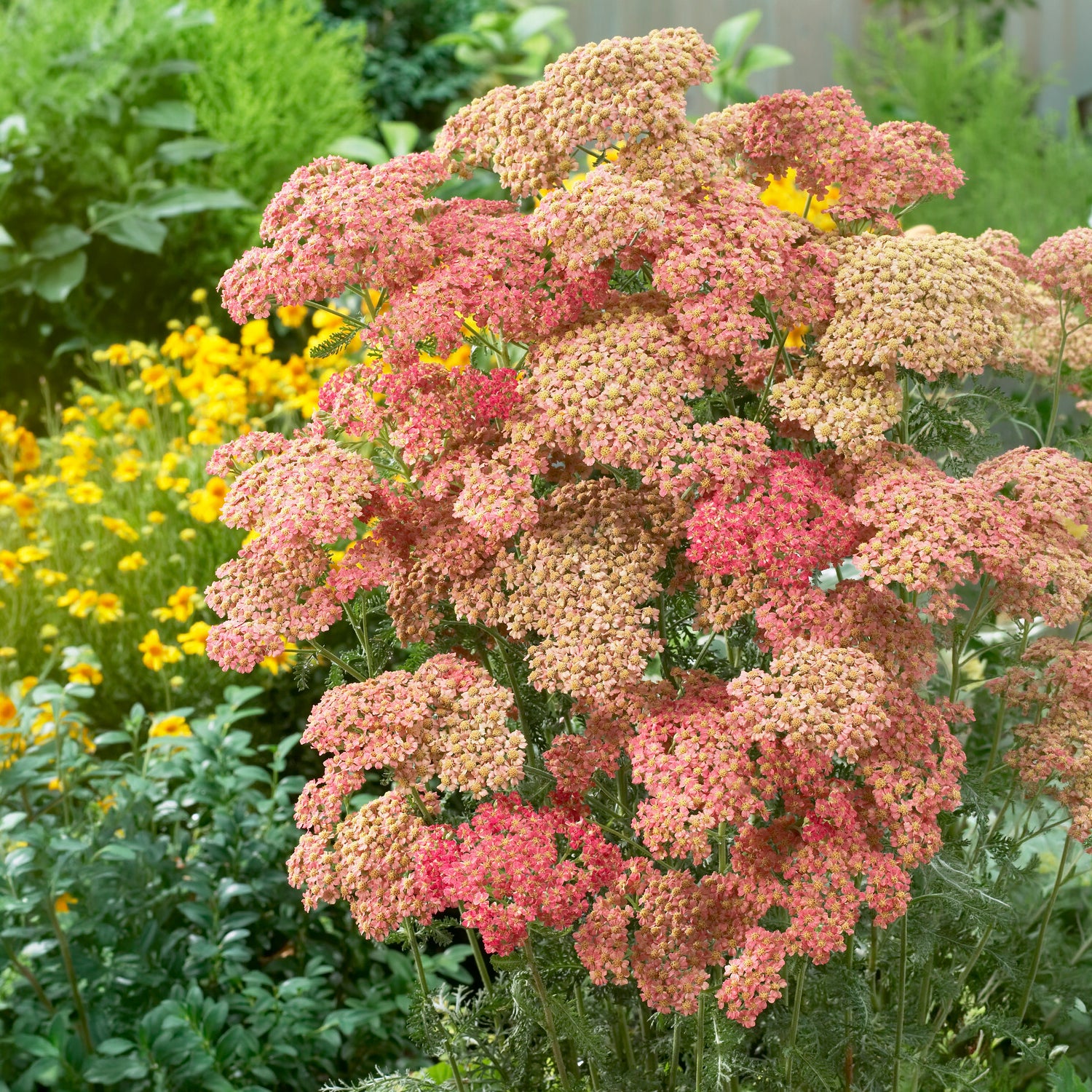 Achillée millefeuille Wesersandstein - Willemse