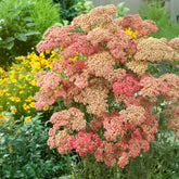 Achillée millefeuille Wesersandstein - Willemse