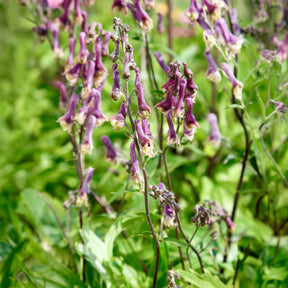 Aconit Purple Sparrow - Willemse