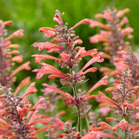 Agastache Kudos Coral - Agastache Kudos Coral - Agastache