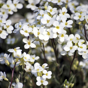 Arabette rampante Variegata - Arabis ferdinandi-coburgii variegata - Willemse