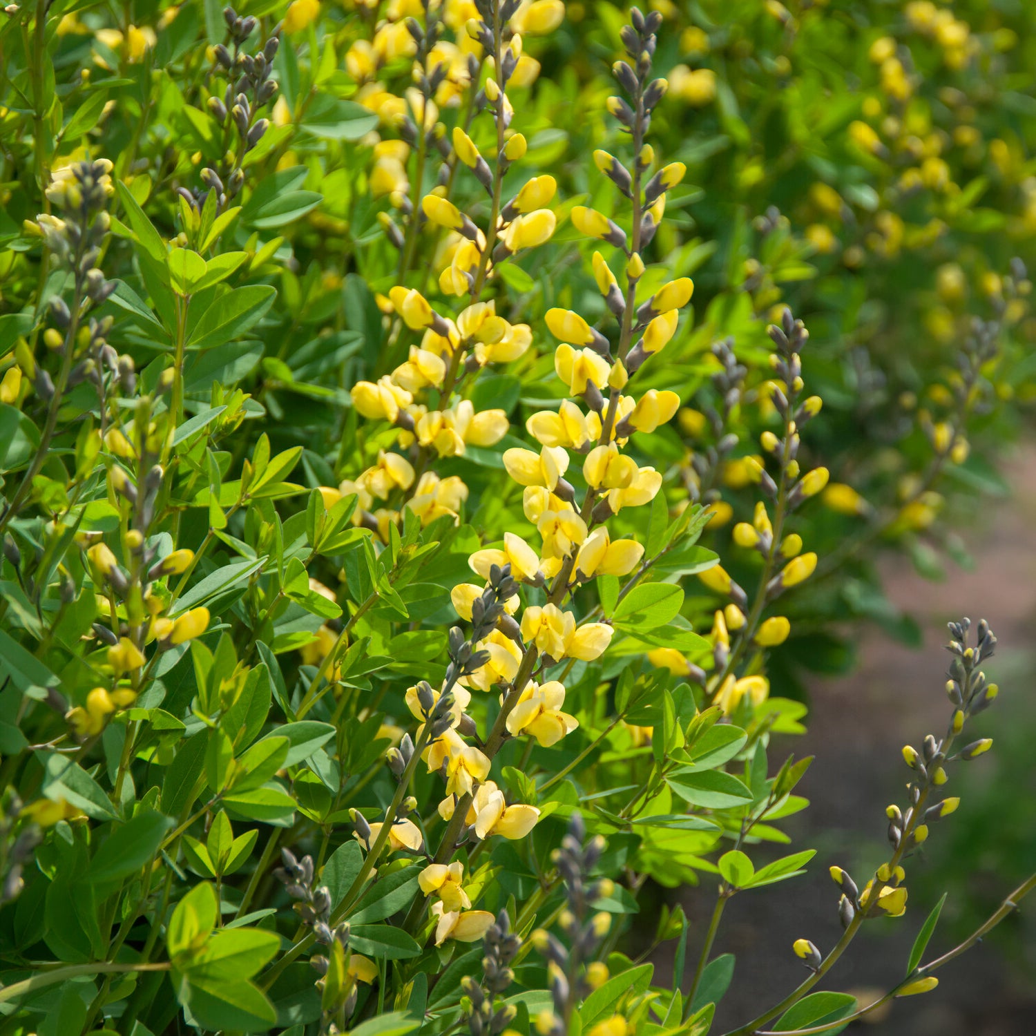 Lupin indigo Lemon Meringue - Willemse