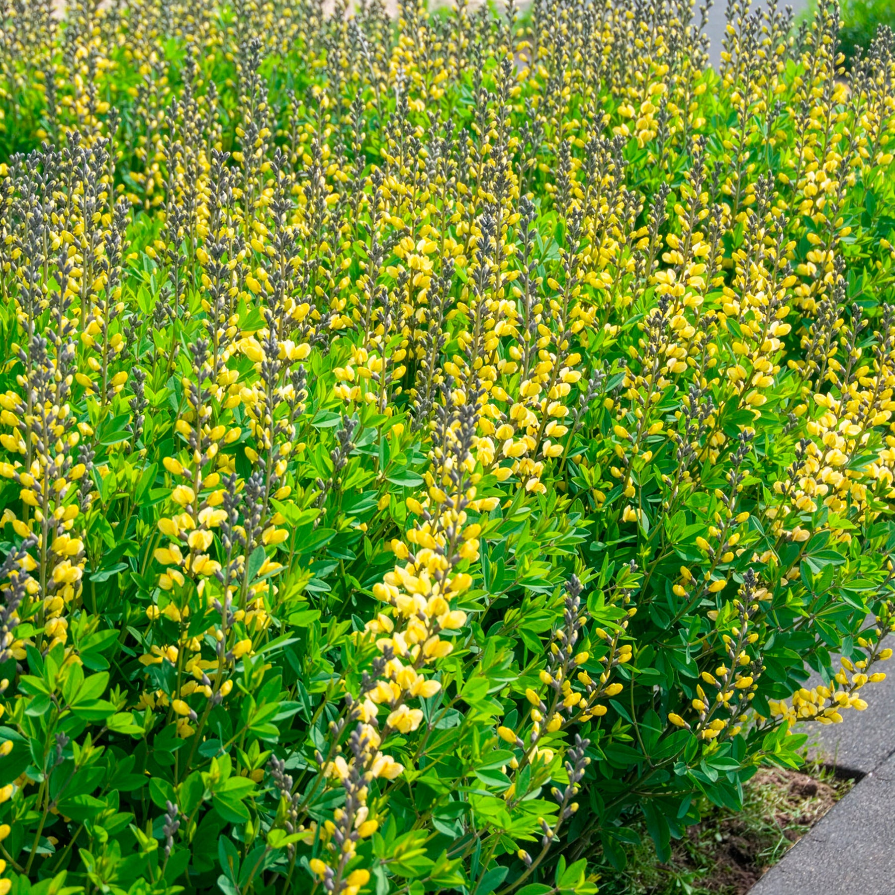 Baptisia - Lupin indigo Lemon Meringue - Baptisia Lemon Meringue