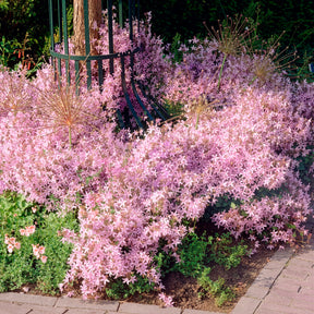 Campanule des murets Lisduggan - Campanula poscharskyana Lisduggan Variety - Willemse