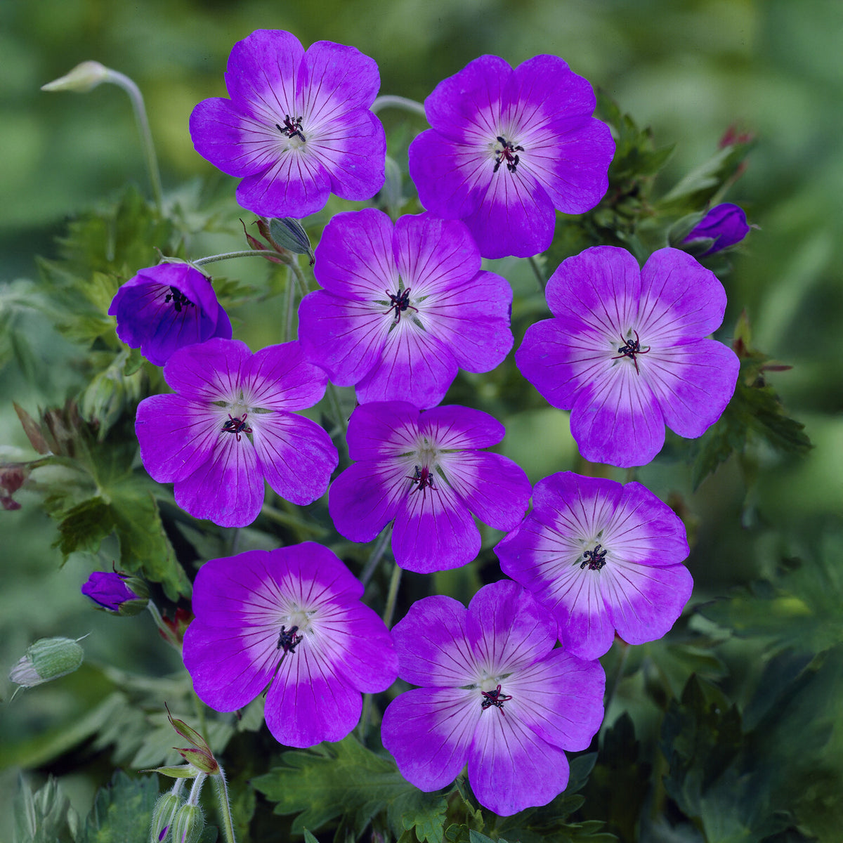 Géranium Buxtons Variety - Willemse