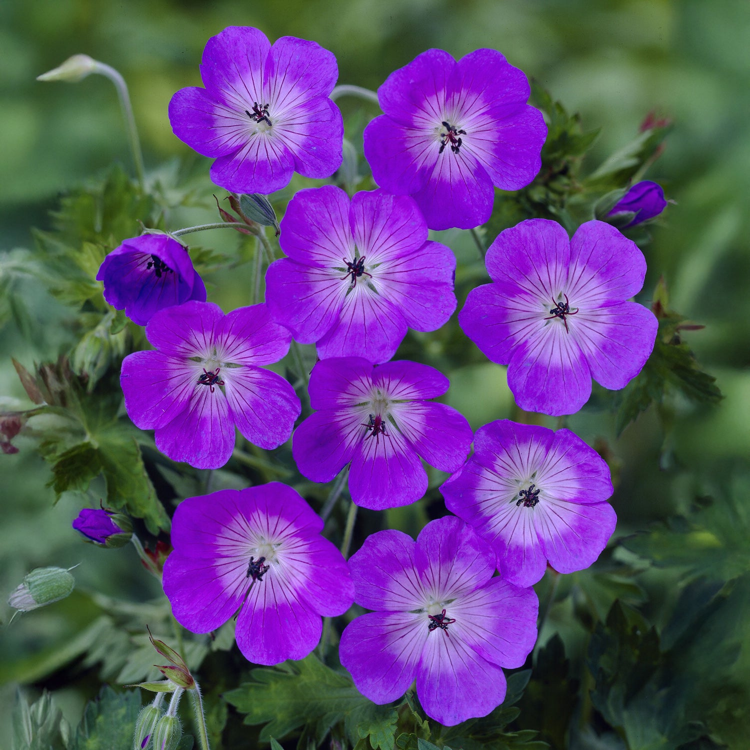 Géranium Buxtons Variety - Willemse