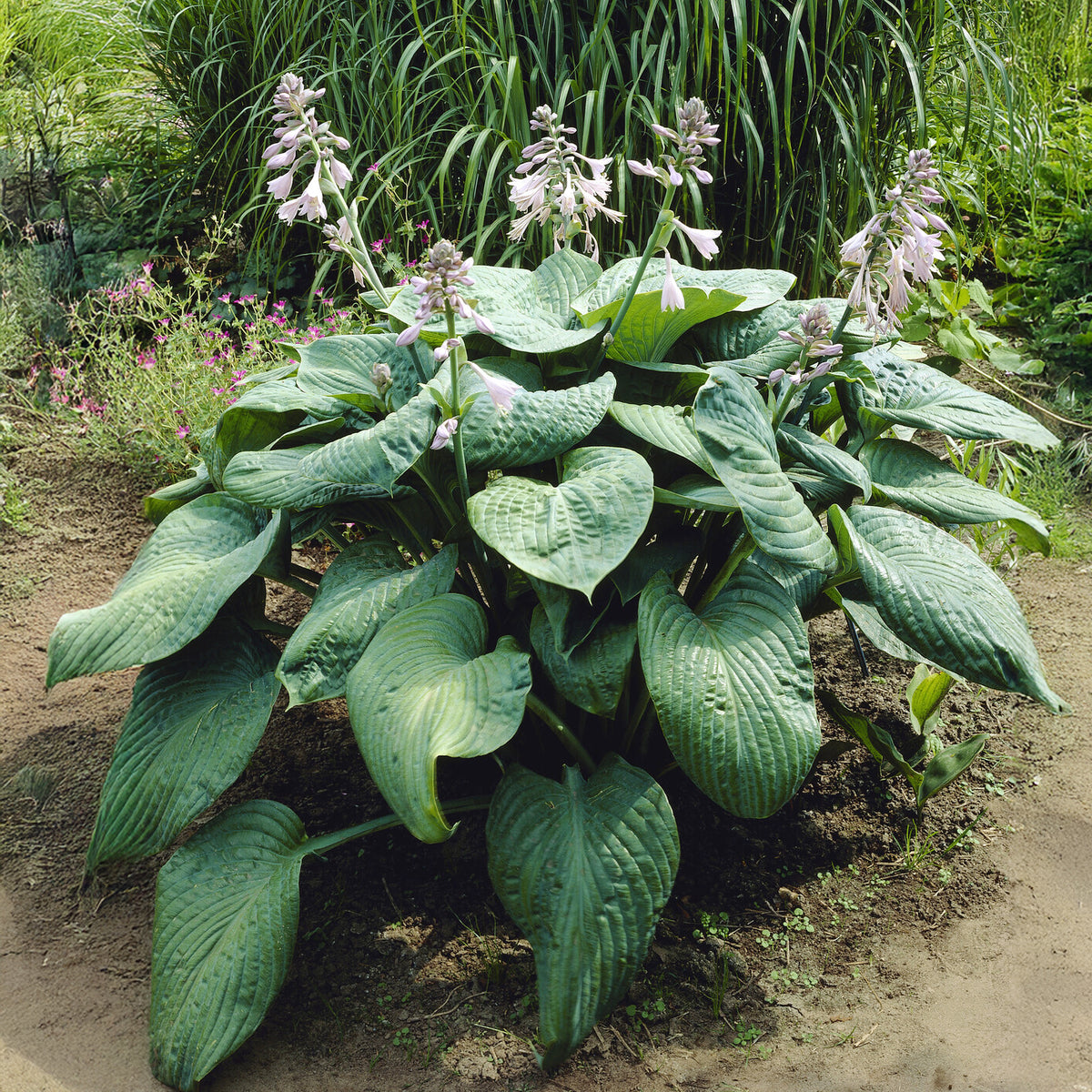 Hosta Blue Umbrellas Funkia - Willemse