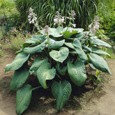 Hosta Blue Umbrellas Funkia - Willemse