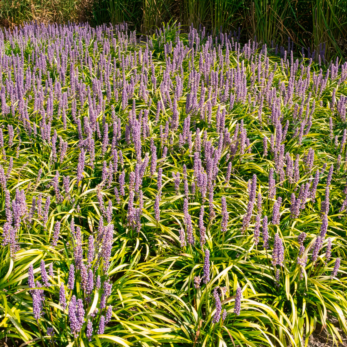 Liriope muscari Gold Banded - Willemse