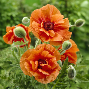 Pavot d'Orient Harvest Moon - Willemse