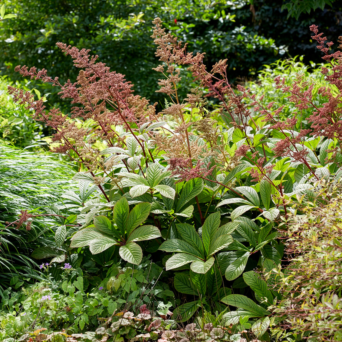 Rodgersia henrici - Rodgersia henrici - Willemse