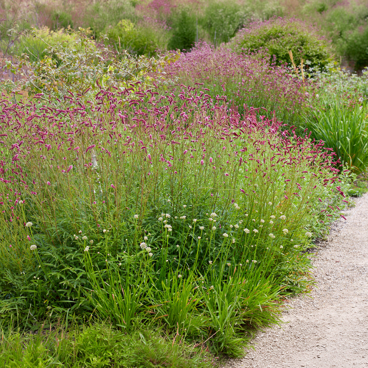 Pimprenelle à fines feuilles pourpre - Sanguisorbe - Sanguisorba tenuifolia Purpurea - Willemse