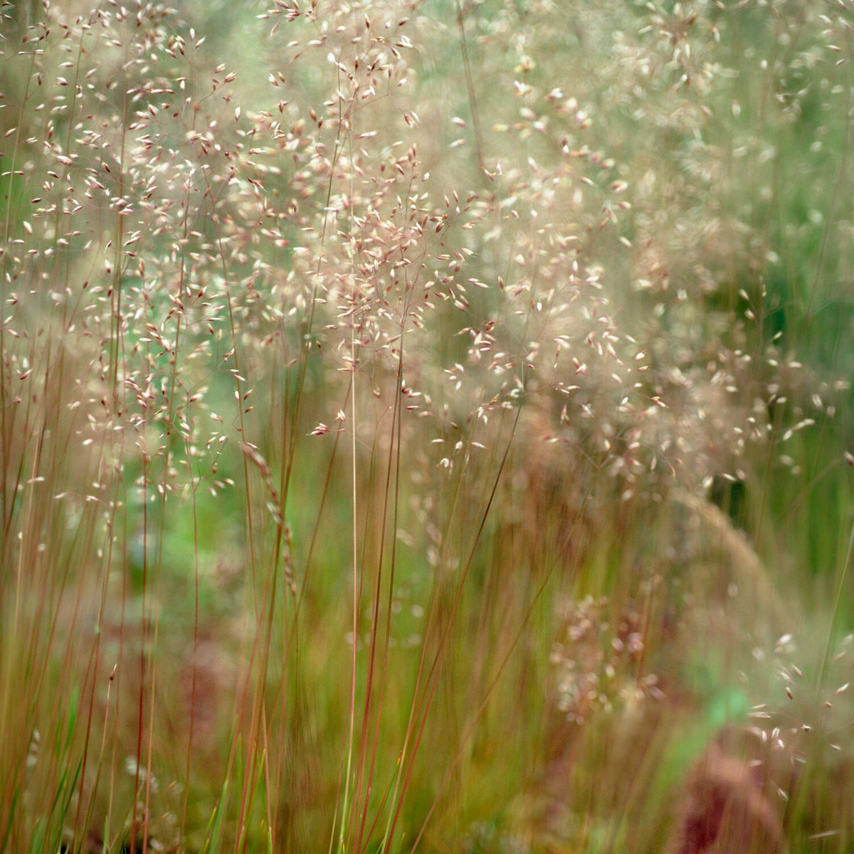 Canche flexible Tatra Gold - Willemse
