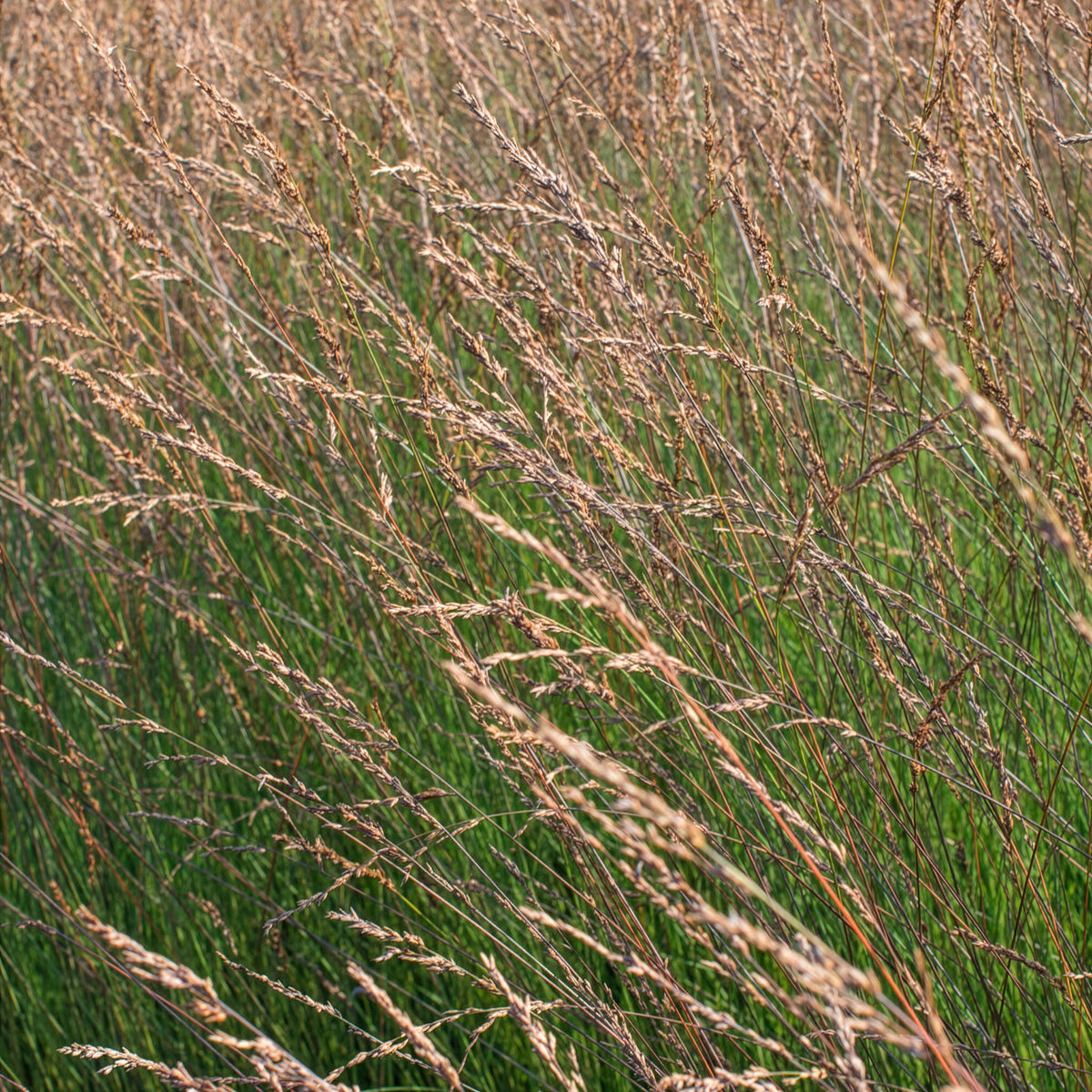 Molinie bleue Edith Dudszus - Molinia caerulea Edith Dudszus - Willemse