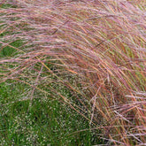 Andropogon Wildwest - Willemse