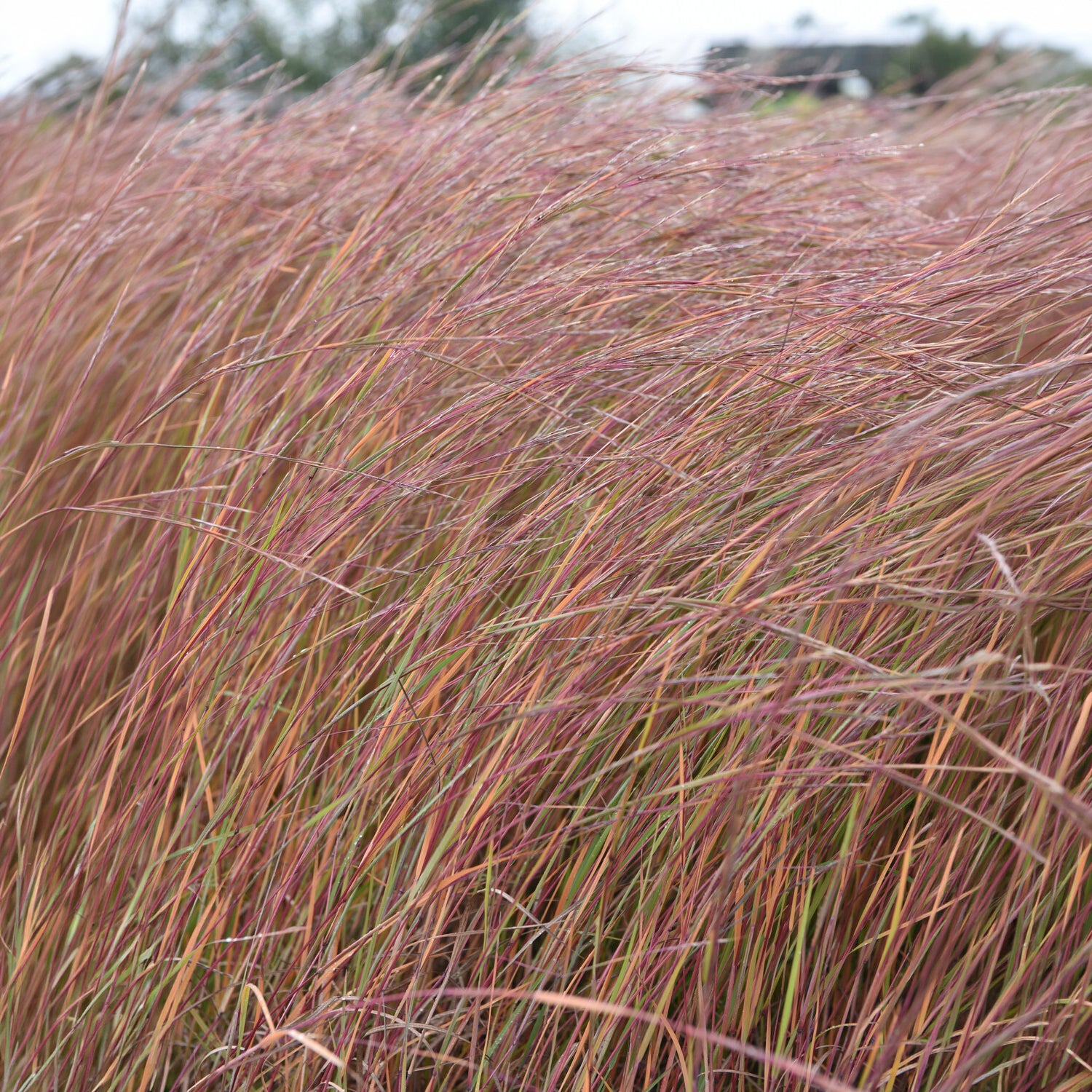 Schizachyrium scoparium Wildwest - Andropogon Wildwest - Schizachyrium