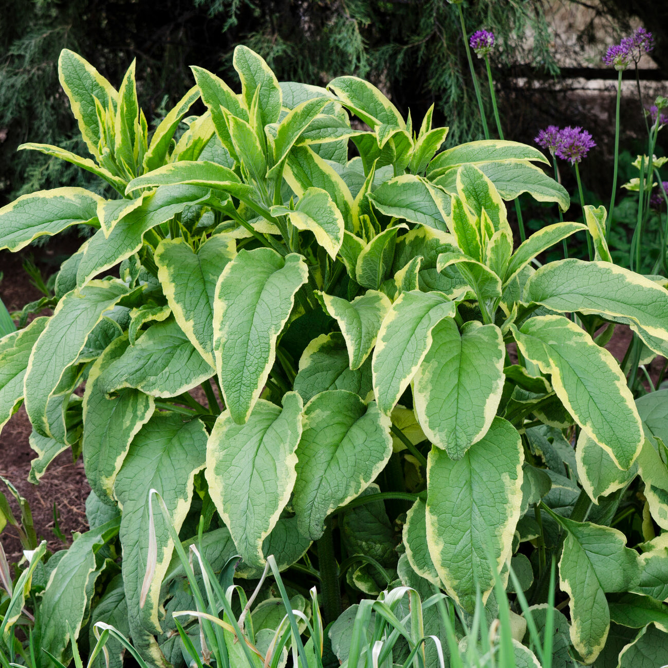 Consoude à grandes fleurs Goldsmith - Willemse