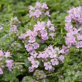 Thym serpolet Elfin - Willemse