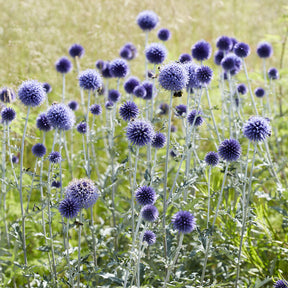 Vente Boules azurées Veitchs Blue - Echinops ritro Veitch's Blue