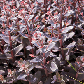 Sédums - Sedum Chocolate Cherry - Sedum 'chocolate cherry'