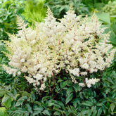 Astilbe d'Arends Ellie - Willemse