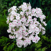 Phlox paniculé Miss Holland - Willemse