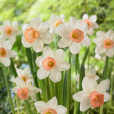 5 Narcisses Iwona - Willemse