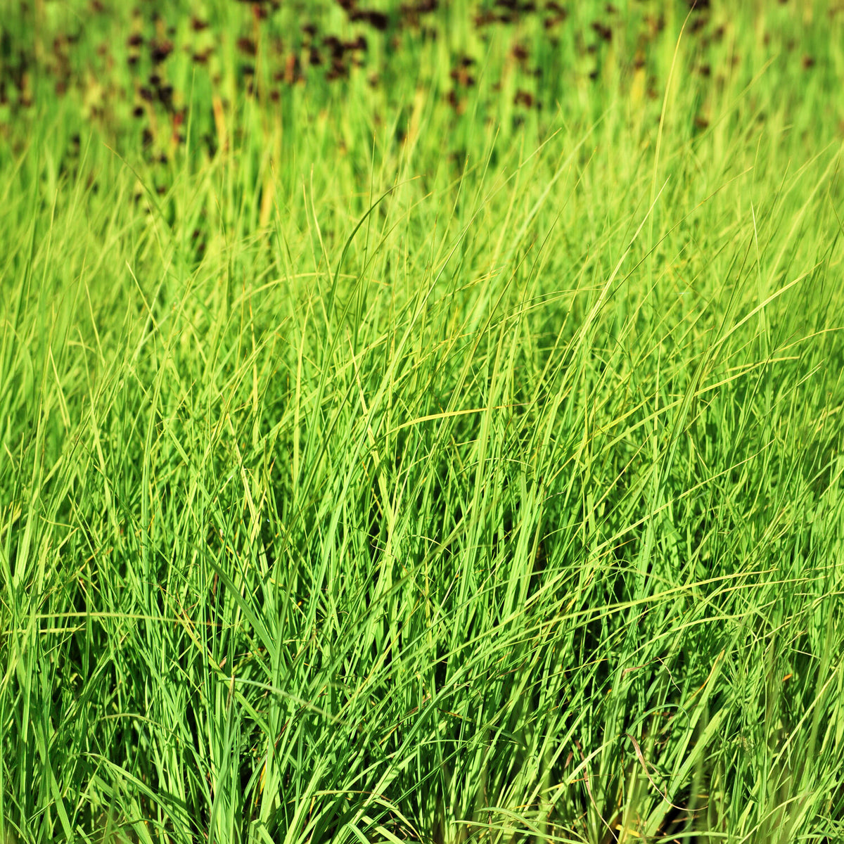 Laîche faux Panic - Carex - Carex panicea - Willemse