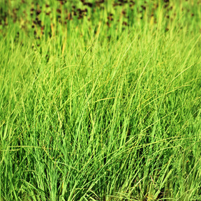 Laîche faux Panic - Carex - Carex panicea - Willemse