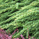 Épine-vinette de Thunberg Green Carpet - Willemse