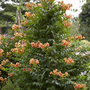 Bignone Indian summer® - Campsis tagliabuana Indian Summer ® - Willemse